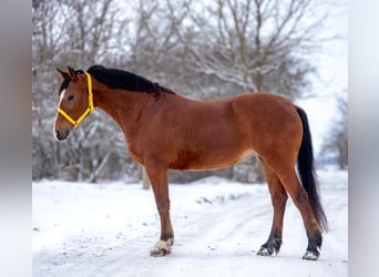 Más ponis/caballos pequeños, Yegua, 7 años, 148 cm, Castaño