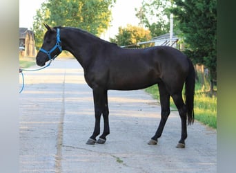 Más ponis/caballos pequeños, Yegua, 7 años, 148 cm, Negro