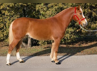 Más ponis/caballos pequeños, Yegua, 7 años, 150 cm, Alazán