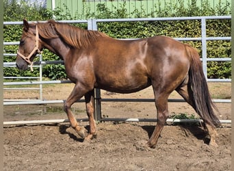 Más ponis/caballos pequeños Mestizo, Yegua, 7 años, 150 cm, Alazán-tostado
