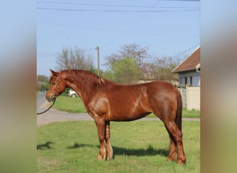 Más ponis/caballos pequeños, Yegua, 7 años, 153 cm, Alazán