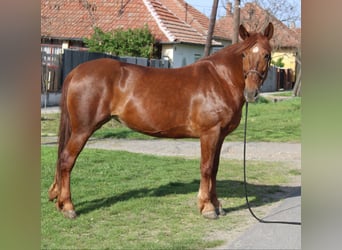Más ponis/caballos pequeños, Yegua, 7 años, 153 cm, Alazán