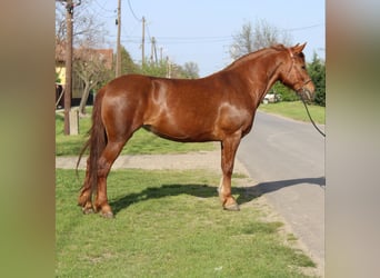 Más ponis/caballos pequeños, Yegua, 7 años, 153 cm, Alazán
