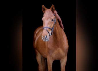 Más ponis/caballos pequeños, Yegua, 7 años, 153 cm, Alazán