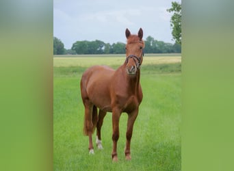 Más ponis/caballos pequeños, Yegua, 7 años, 153 cm, Alazán