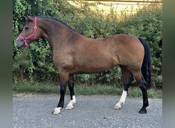 Más ponis/caballos pequeños, Yegua, 7 años, 153 cm, Castaño