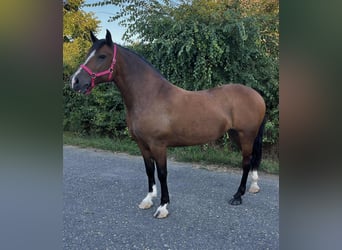 Más ponis/caballos pequeños, Yegua, 7 años, 153 cm, Castaño