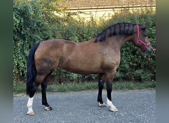 Más ponis/caballos pequeños, Yegua, 7 años, 153 cm, Castaño