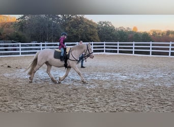 Más ponis/caballos pequeños, Yegua, 7 años, 153 cm, Cremello