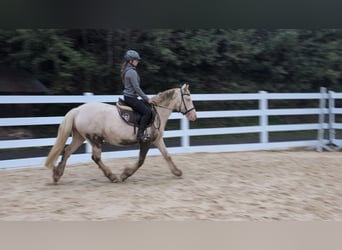 Más ponis/caballos pequeños, Yegua, 7 años, 153 cm, Cremello