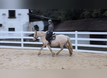 Más ponis/caballos pequeños, Yegua, 7 años, 153 cm, Cremello