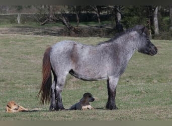 Más ponis/caballos pequeños, Yegua, 7 años, 99 cm, Ruano azulado