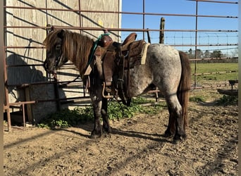 Más ponis/caballos pequeños, Yegua, 7 años, 99 cm, Ruano azulado