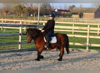 Más ponis/caballos pequeños, Yegua, 8 años, 120 cm, Castaño