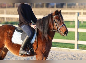 Más ponis/caballos pequeños, Yegua, 8 años, 120 cm, Castaño