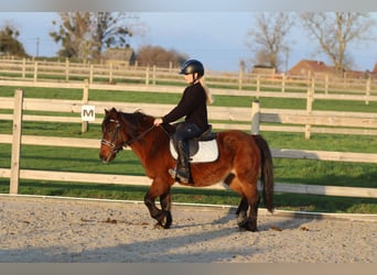 Más ponis/caballos pequeños, Yegua, 8 años, 120 cm, Castaño