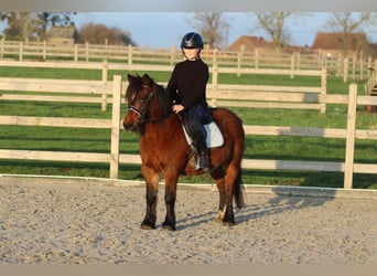 Más ponis/caballos pequeños, Yegua, 8 años, 120 cm, Castaño
