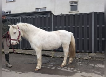 Más ponis/caballos pequeños, Yegua, 8 años, 120 cm, Tordo