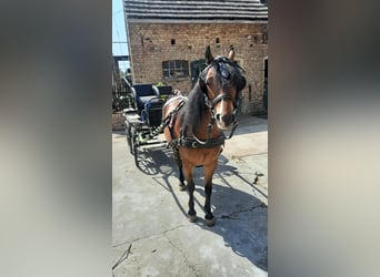 Más ponis/caballos pequeños Mestizo, Yegua, 8 años, 125 cm, Castaño