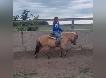 Más ponis/caballos pequeños, Yegua, 8 años, 128 cm, Bayo