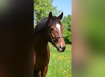 Más ponis/caballos pequeños, Yegua, 8 años, 145 cm, Castaño