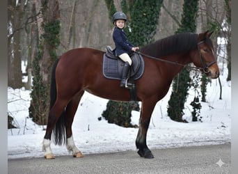 Más ponis/caballos pequeños, Yegua, 8 años, 145 cm, Castaño