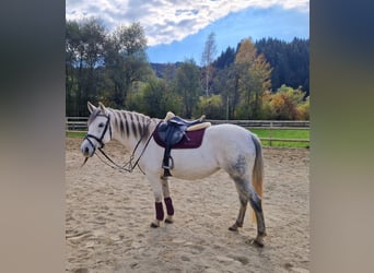 Más ponis/caballos pequeños, Yegua, 8 años, 145 cm, Tordo