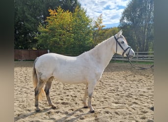 Más ponis/caballos pequeños, Yegua, 8 años, 145 cm, Tordo