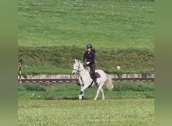 Más ponis/caballos pequeños, Yegua, 8 años, 145 cm, Tordo