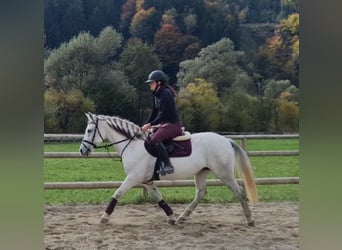 Más ponis/caballos pequeños, Yegua, 8 años, 145 cm, Tordo