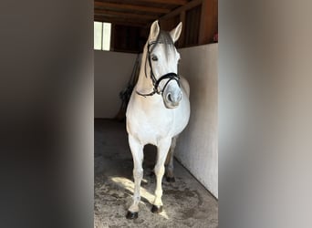 Más ponis/caballos pequeños, Yegua, 8 años, 145 cm, Tordo