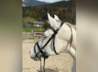 Más ponis/caballos pequeños, Yegua, 8 años, 145 cm, Tordo