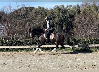 Más ponis/caballos pequeños, Yegua, 8 años, 147 cm, Castaño oscuro