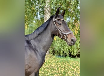 Más ponis/caballos pequeños, Yegua, 8 años, 147 cm, Morcillo