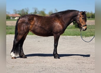 Más ponis/caballos pequeños, Yegua, 8 años, 148 cm, Castaño