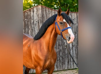 Más ponis/caballos pequeños, Yegua, 8 años, 150 cm, Castaño