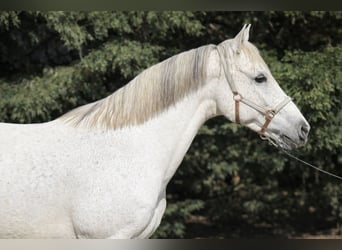 Más ponis/caballos pequeños, Yegua, 8 años, 150 cm, Tordo