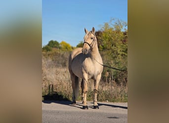 Más ponis/caballos pequeños, Yegua, 8 años, 155 cm, Palomino