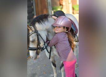 Más ponis/caballos pequeños, Yegua, 9 años, 115 cm, Red Dun/Cervuno