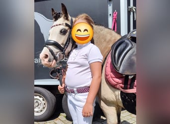 Más ponis/caballos pequeños, Yegua, 9 años, 115 cm, Red Dun/Cervuno