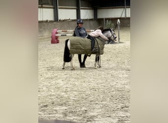 Más ponis/caballos pequeños, Yegua, 9 años, 115 cm, Red Dun/Cervuno