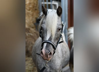 Más ponis/caballos pequeños, Yegua, 9 años, 118 cm, Atigrado/Moteado