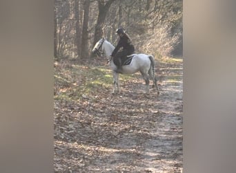 Más ponis/caballos pequeños, Yegua, 9 años, 122 cm, Porcelana