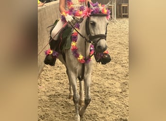 Más ponis/caballos pequeños, Yegua, 9 años, 122 cm, Porcelana