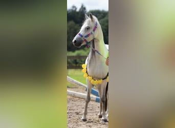 Más ponis/caballos pequeños, Yegua, 9 años, 122 cm, Porcelana