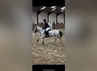 Más ponis/caballos pequeños, Yegua, 9 años, 122 cm, Porcelana