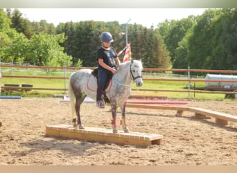 Más ponis/caballos pequeños Mestizo, Yegua, 9 años, 123 cm, Tordo rodado