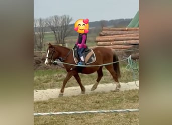 Más ponis/caballos pequeños, Yegua, 9 años, 127 cm, Alazán-tostado
