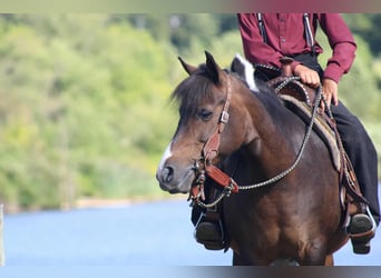 Más ponis/caballos pequeños, Yegua, 9 años, 127 cm, Pío