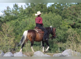 Más ponis/caballos pequeños, Yegua, 9 años, 127 cm, Pío